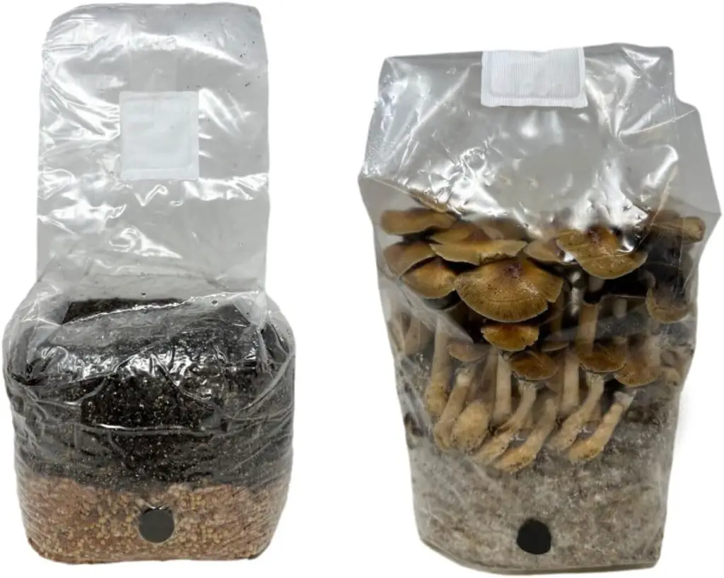 mycolabs all in one mushroom grow bag