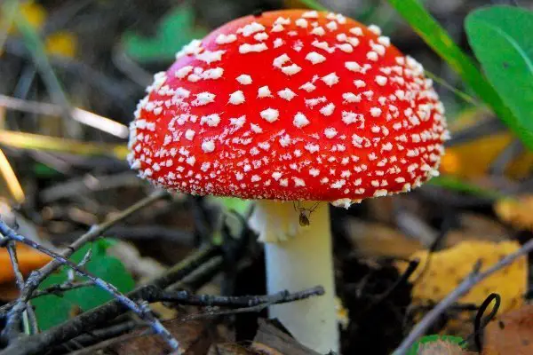 poisonous mushrooms in oklahoma