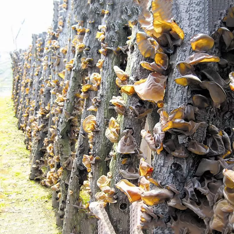 types of edible mushrooms in michigan