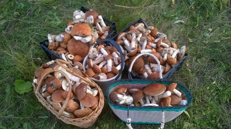 types of mushrooms in oklahoma